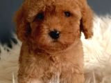 Veteriner Teknikerinden Irk Ve Sağlık Garantili Toy Poodle