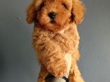 Veteriner Teknikerinden Irk Ve Sağlık Garantili Toy Poodle