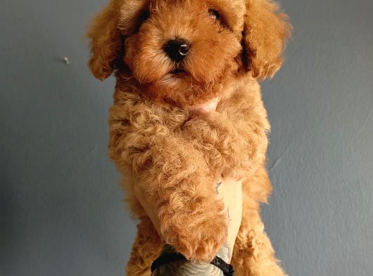 Veteriner Teknikerinden Irk Ve Sağlık Garantili Toy Poodle görsel