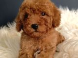 Veteriner Teknikerinden Irk Ve Sağlık Garantili Toy Poodle