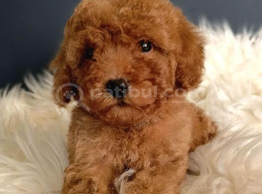 Veteriner Teknikerinden Irk Ve Sağlık Garantili Toy Poodle görsel