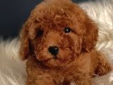 Veteriner Teknikerinden Irk Ve Sağlık Garantili Toy Poodle