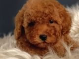 Veteriner Teknikerinden Irk Ve Sağlık Garantili Toy Poodle