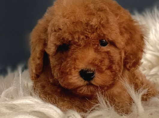 Veteriner Teknikerinden Irk Ve Sağlık Garantili Toy Poodle görsel