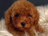 Veteriner Teknikerinden Irk Ve Sağlık Garantili Toy Poodle