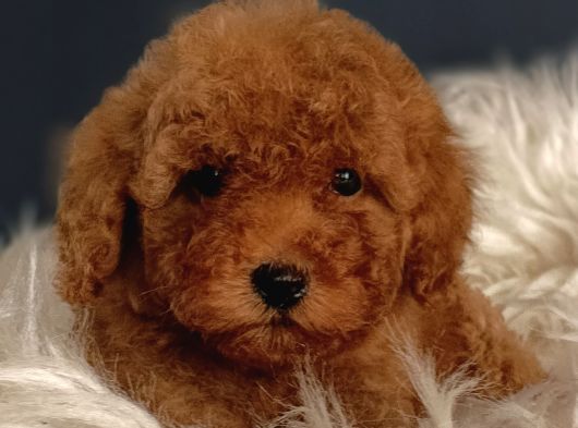 Veteriner Teknikerinden Irk Ve Sağlık Garantili Toy Poodle