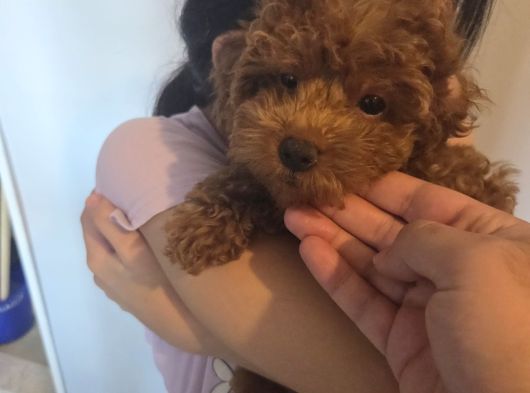 3 Aylik Dişi Poodle görsel