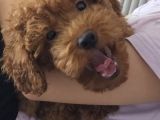 3 Aylik Dişi Poodle
