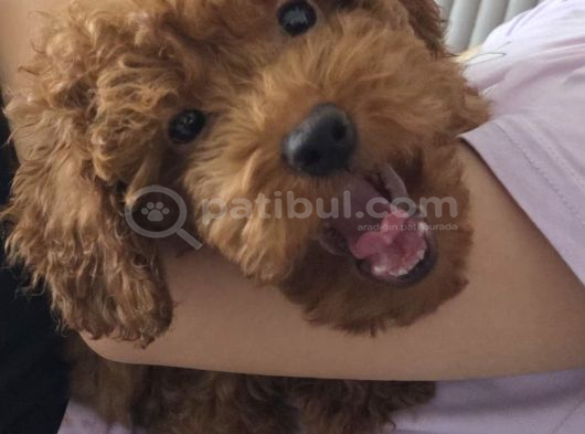 3 Aylik Dişi Poodle