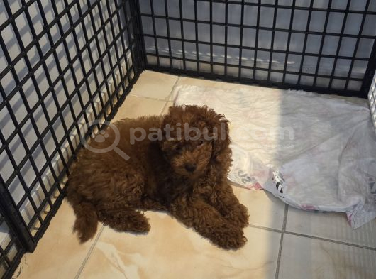 3 Aylik Dişi Poodle görsel