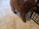 3 Aylik Dişi Poodle