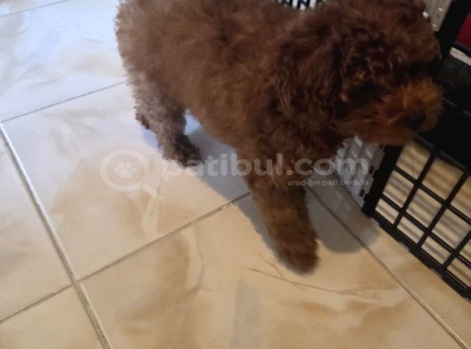 3 Aylik Dişi Poodle görsel