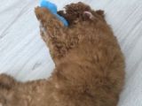 3 Aylik Dişi Poodle
