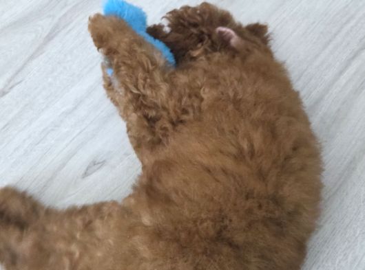 3 Aylik Dişi Poodle görsel