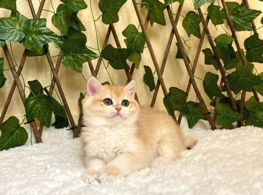 Ny12 Dişi İrina British Shorthair Golden görsel