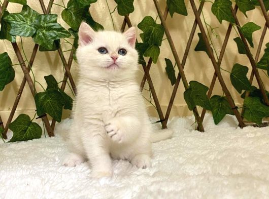 Golden Ny1233 Dişi British Shorthair görsel
