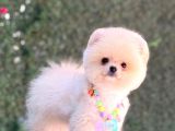 Pomerri̇an Boo Sevi̇mli̇ Yavrular