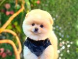 Pomerri̇an Boo Sevi̇mli̇ Yavrular