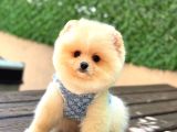 Pomerri̇an Boo Sevi̇mli̇ Yavrular