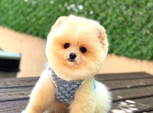 Pomerri̇an Boo Sevi̇mli̇ Yavrular görsel