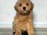 Toy Poodle Sevi̇mli̇ Yavrular Ev Üreti̇mi̇