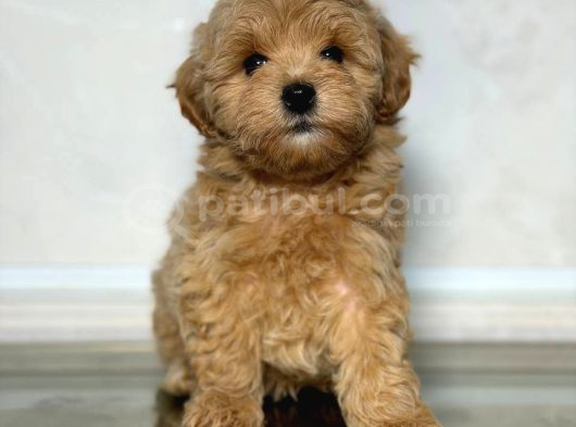 Toy Poodle Sevi̇mli̇ Yavrular Ev Üreti̇mi̇
