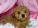 Toy Poodle Sevi̇mli̇ Yavrular Ev Üreti̇mi̇