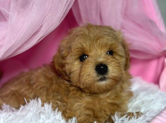 Toy Poodle Sevi̇mli̇ Yavrular Ev Üreti̇mi̇ görsel