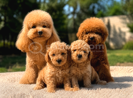 Bal gibi Toy Poodle Yavruları