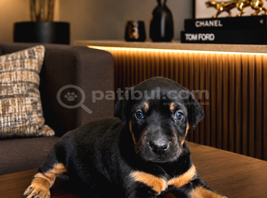 Ki̇ng Doberman Yavrular Mevcut görsel