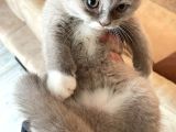 Safkan British Shorthair Lilac Bicolor Dişi Yavru
