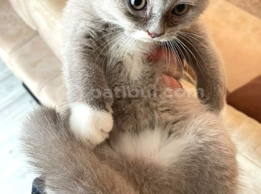 Safkan British Shorthair Lilac Bicolor Dişi Yavru