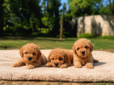 Bal Gibi Toy Poodle Yavruları