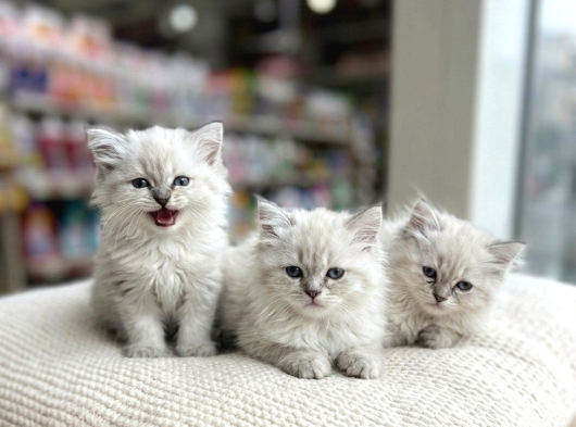 VONALP PET GARANTISIYLE EFSANE BRİTİSH SHORTHAİR YAVRULAR