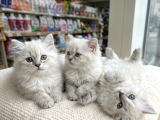 Vonalp Pet Garantisiyle Efsane Bri̇ti̇sh Shorthai̇r Yavrular