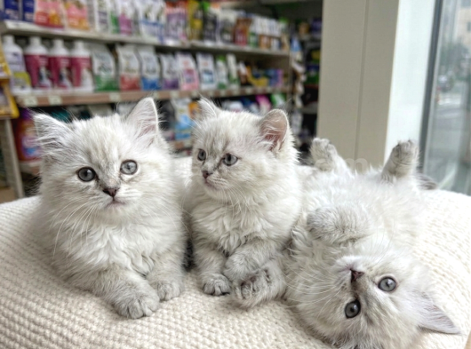 Vonalp Pet Garantisiyle Efsane Bri̇ti̇sh Shorthai̇r Yavrular görsel