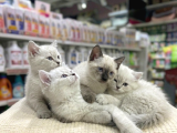 Vonalp Pet Garantisiyle Efsane Bri̇ti̇sh Shorthai̇r Yavrular