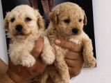 Malti̇poo Di̇şi̇-Erkek Mevcut