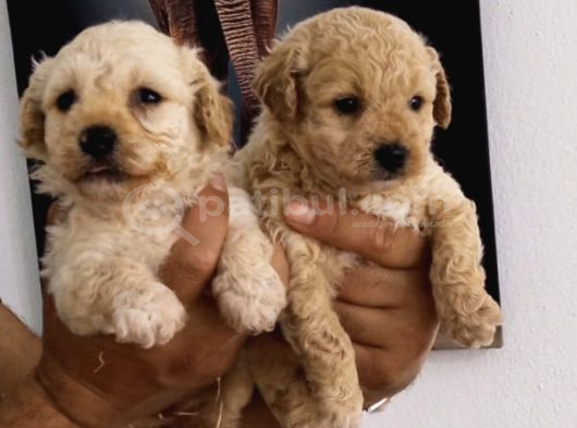 Malti̇poo Di̇şi̇-Erkek Mevcut görsel