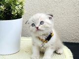 Scottish Fold Lynx Point Yavru