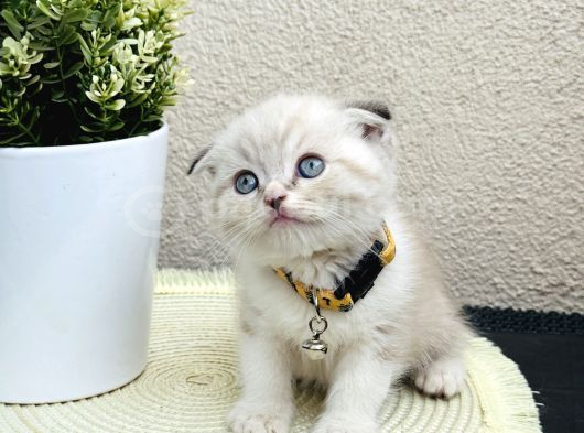 Scottish Fold Lynx Point Yavru görsel