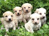 Malti̇poo Di̇şi̇-Erkek Mevcut
