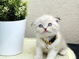 Scottish Fold Lynx Point Yavru