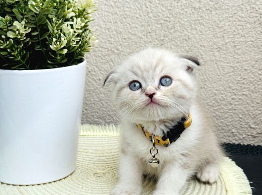 Scottish Fold Lynx Point Yavru görsel