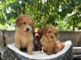 Malti̇poo Di̇şi̇-Erkek Mevcut
