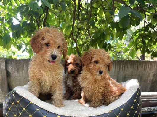 Malti̇poo Di̇şi̇-Erkek Mevcut görsel