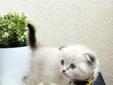 Scottish Fold Lynx Point Yavru
