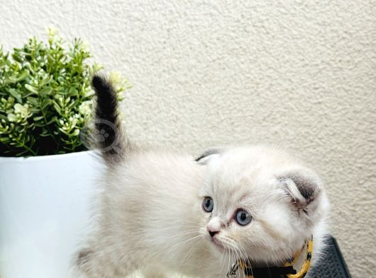 Scottish Fold Lynx Point Yavru görsel