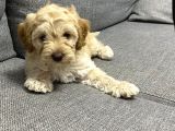 Malti̇poo Di̇şi̇-Erkek Mevcut
