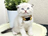 Scottish Fold Lynx Point Yavru